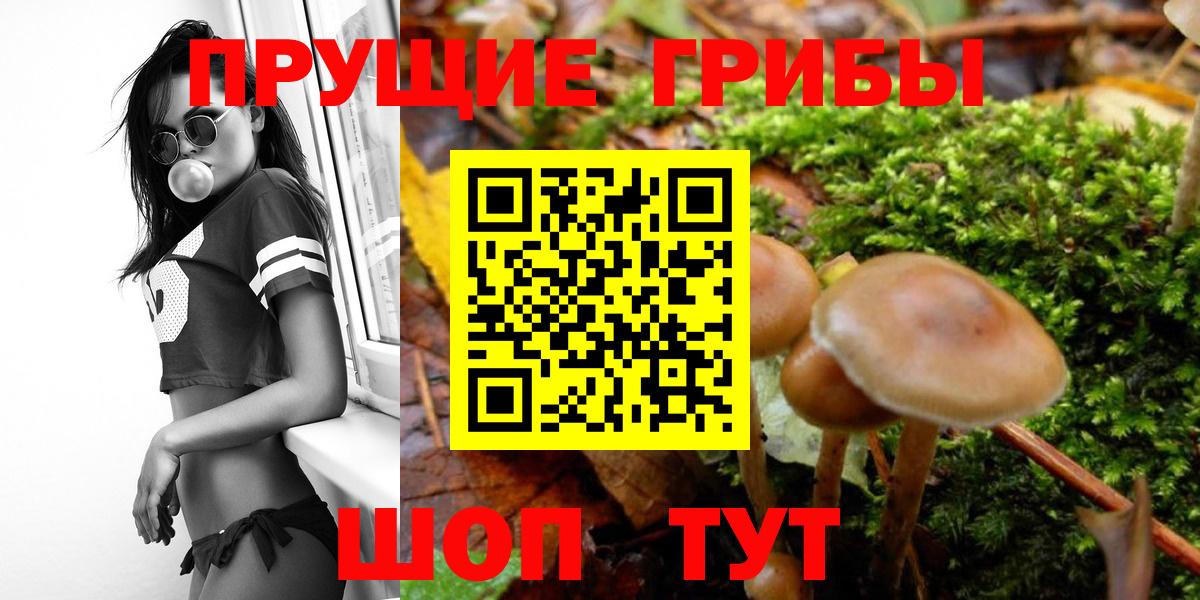 Коряжма  магазин продажи наркотиков  Псилоцибиновые грибы Psilocybine cubensis  Вход с VPN  Псилоцибиновые грибы Psilocybe 